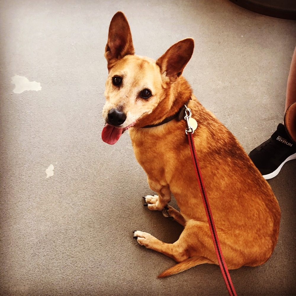 Meet your Posher, Amy